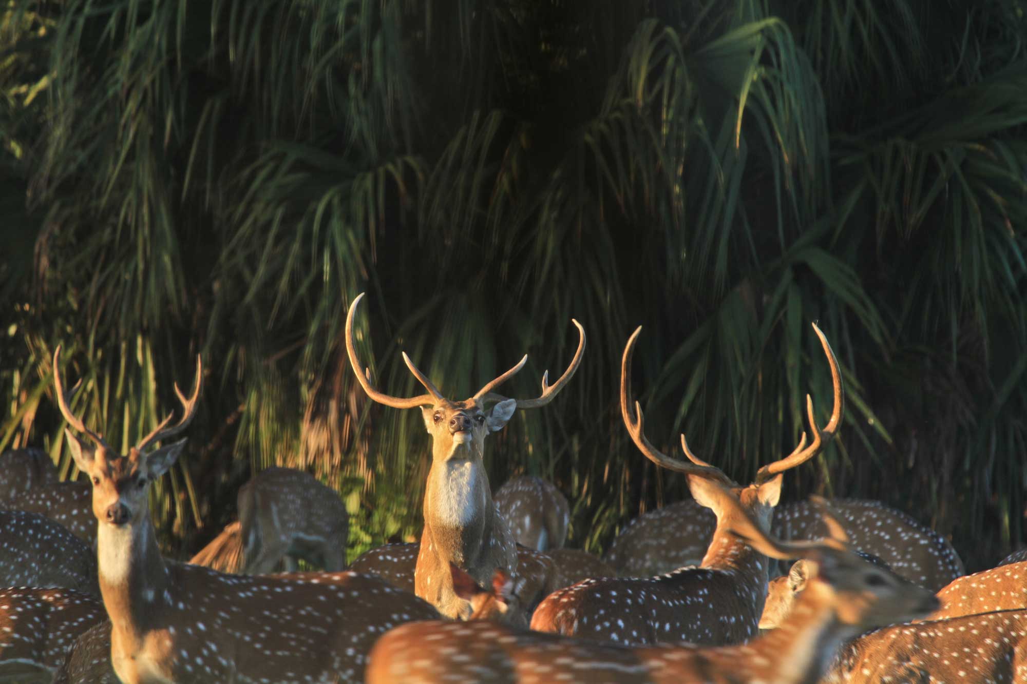 A Bunch of Deer Near a Pond Area